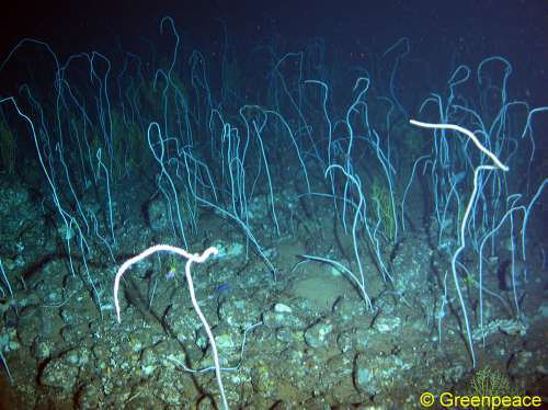 Viminella flag. Drop-Cam-Picture