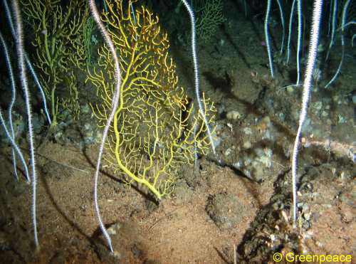 Viminella flag. Drop-Cam-Picture