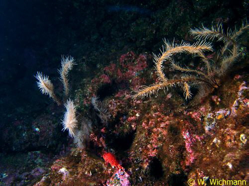 Antipathis wollostoni