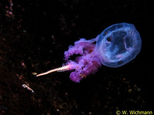 Pelagia noctiluca mit Beute Hermodice c.