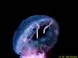 Pelagia noctiluca