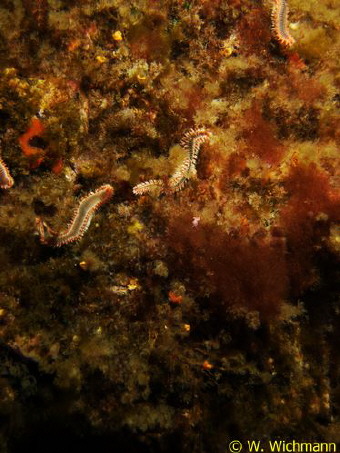 Hermodice carunculata