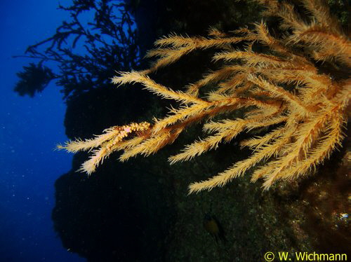 Antipathis wollostoni