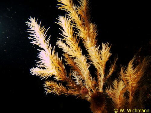 Antipathis wollostoni