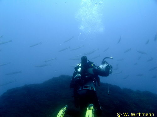 Fotograf mit Spyraena sp.