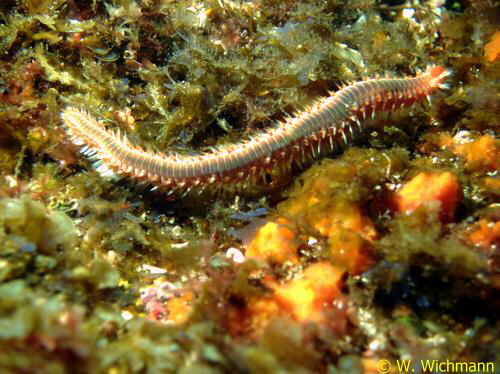 Hermodice carunculata