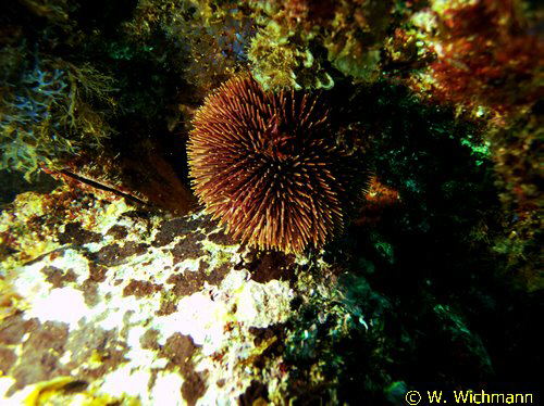 Sphaerechinus granularis