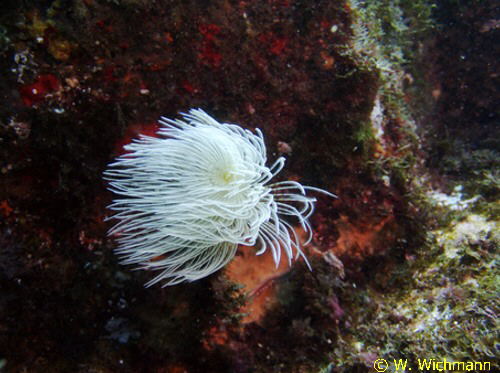 Sabella spallanzanii