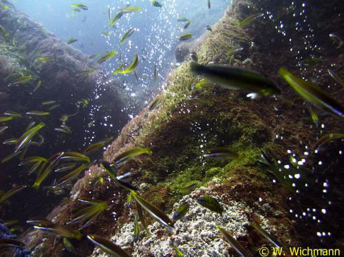 Gasaustritte aus vulkanischem Gestein