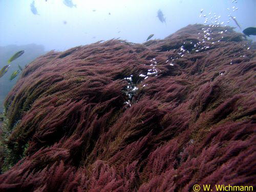 Gasaustritte aus vulkanischem Gestein