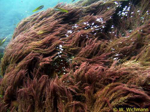 Gasaustritte aus vulkanischem Gestein