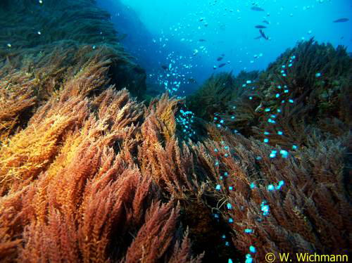 Gasaustritte aus vulkanischem Gestein
