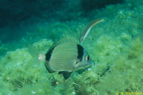 Diplodus vulgaris mit Putzerfisch