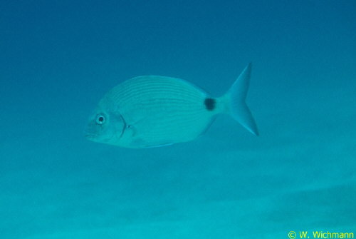 Diplodus sagus