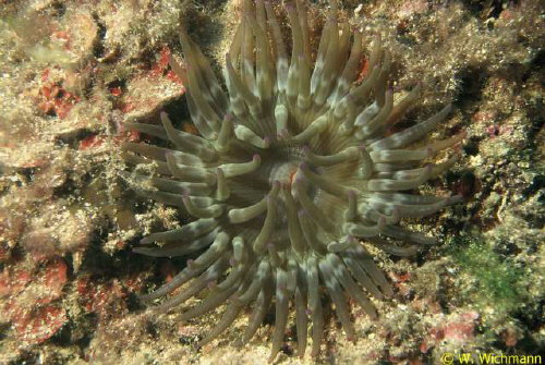 Cribinopsis crassa