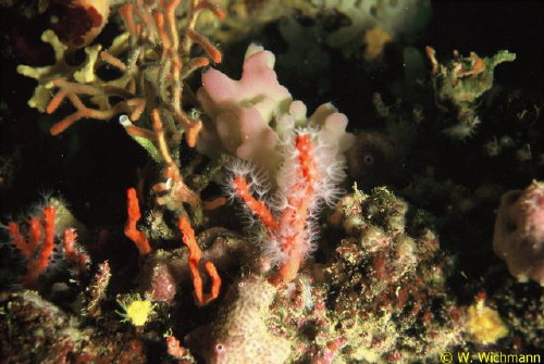 Corallium rubrum