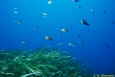 Chromis �ber Posidonia-Wiese