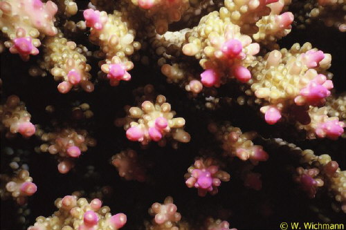 Acropora okinawa
