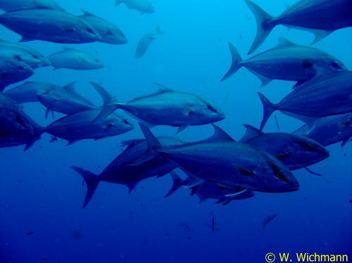 Seriola rivoliana im Schwarm