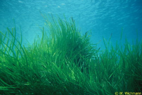 Posidonia