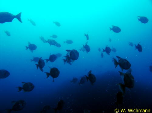 Balistes carolinensis �ber dem Drop-Off