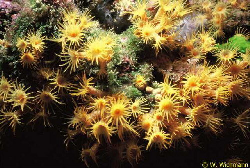 Parazoanthus axinellae