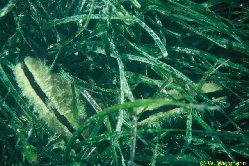 Pinna in Posidonia-Wiese