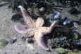 Asterias rubens