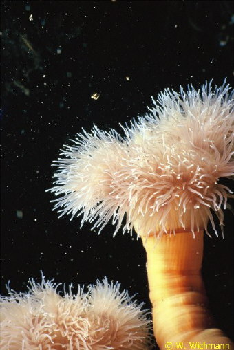 Metridium senile auf der Inger Klit