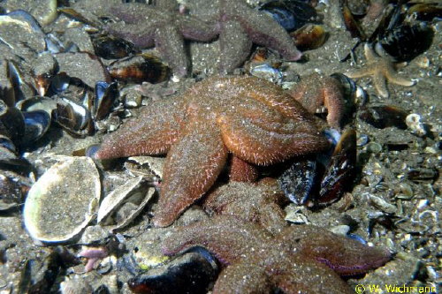 Asterias rubens