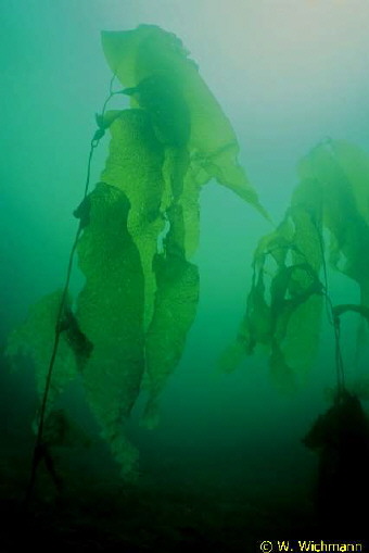 Macrocystia beagle freistehend