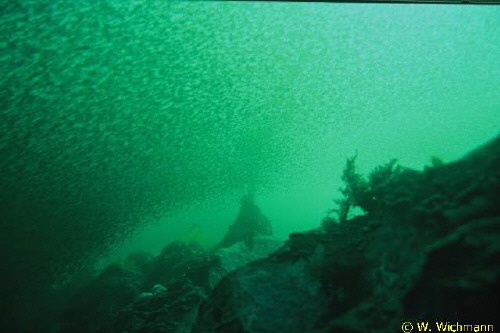 Mysidae �ber Grund