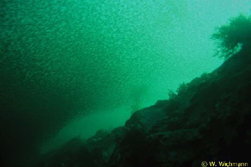 Mysidae �ber Grund